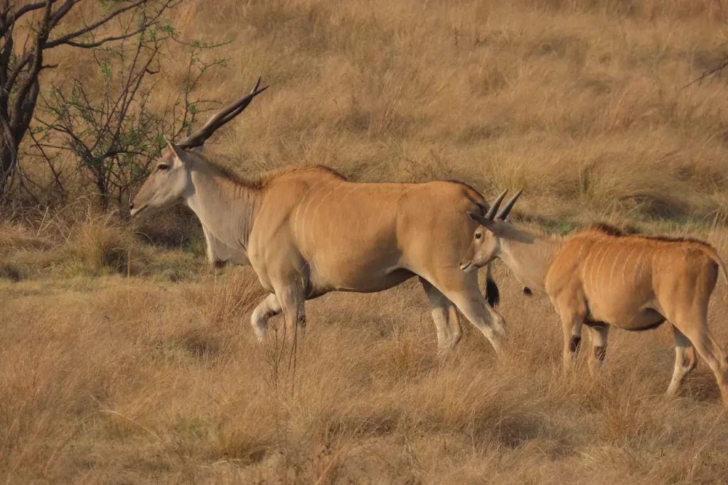 Eland3