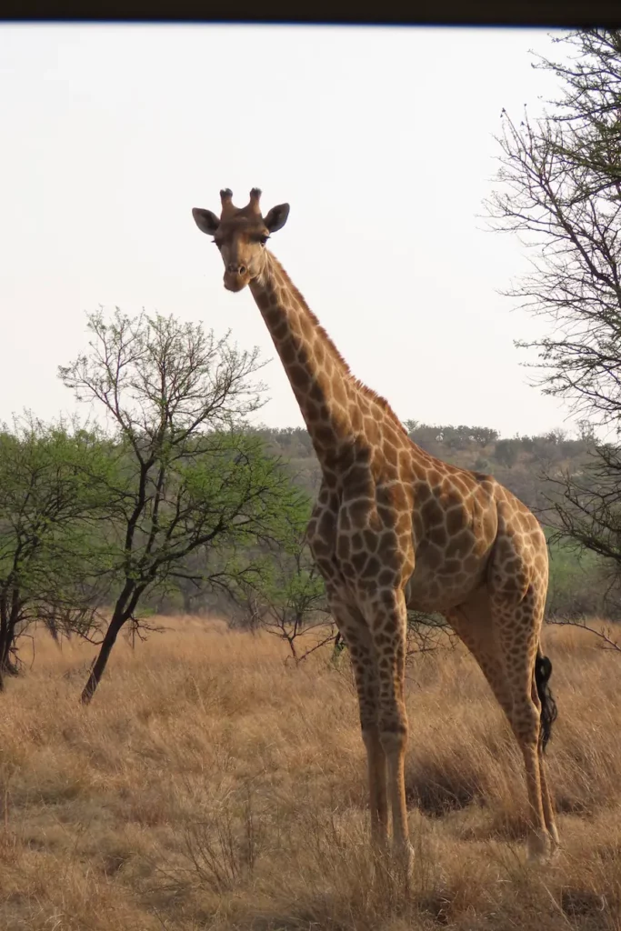 Giraffe2